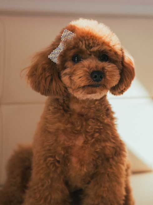 FRANCINE | ���������p�N���b�v